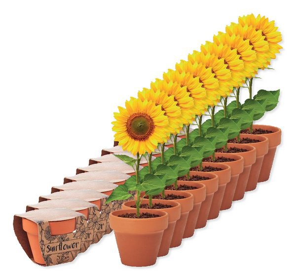 Pack mit 10 GiftRetail MO6147 - SUNFLOWER Terracotta-Topf Sonnenblume