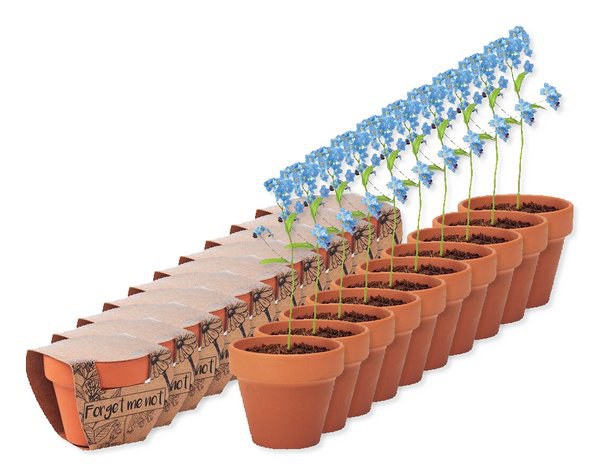 Pack mit 10 GiftRetail MO6146 - FORGET ME NOT Terracotta-Topf Vergissmeinnich